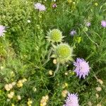 Knautia integrifolia फूल