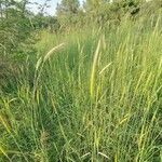 Hordeum bulbosum Leaf