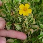 Oxalis tuberosa Flor