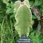 Euphorbia ingens List