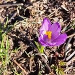 Crocus heuffelianus Çiçek
