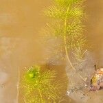 Utricularia vulgaris Blad