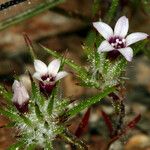 Navarretia divaricata Flower