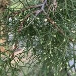 Cupressus lusitanica Φύλλο