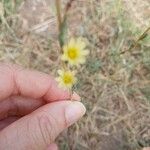 Lactuca saligna Flower