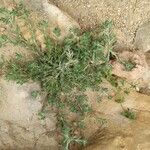 Filago pyramidata Tabia