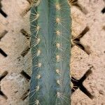 Pilosocereus pachycladus ഇല