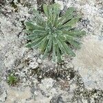 Saxifraga longifolia Leaf