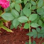 Rosa × damascena Levél