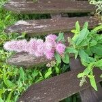 Spiraea douglasiiLorea