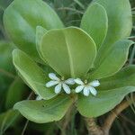 Scaevola taccada फूल