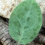 Hieracium glaucinum Leaf