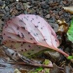 Bergenia crassifolia Leaf