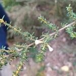 Olearia solandri Leaf