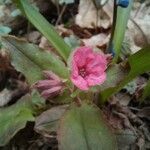 Pulmonaria obscuraFloare