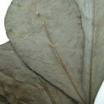 Terminalia amazonia その他の提案