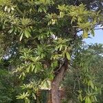 Rhododendron arboreum Habit