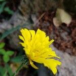 Hieracium glaucomorphum Flors