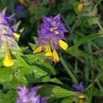 Melampyrum nemorosumBlodyn