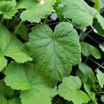 Tiarella cordifolia 葉