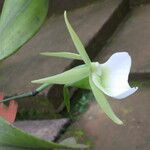 Angraecum eichlerianum Kwiat