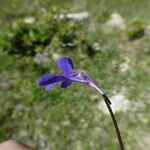 Pinguicula vulgaris Kwiat