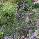 Verbena bonariensisLorea