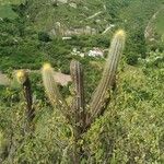 Pilosocereus tillianus Hoja