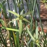 Narcissus viridiflorus 花