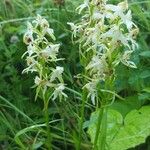 Platanthera chloranthaFlower