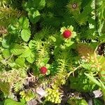 Potentilla indicaBloem