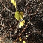 Vitis californica عادت داشتن