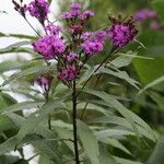 Vernonia gigantea Flower