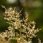 Rubrivena polystachya Blomma