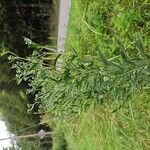 Eupatorium altissimum Levél