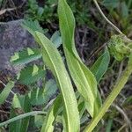 Erigeron atticus Leaf