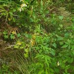 Bidens alba Habitus