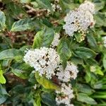 Viburnum rugosumCvet