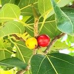 Ficus altissima Froito