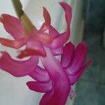 Schlumbergera bridgesii Flor