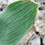 Bupleurum rigidum Leaf