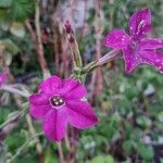 Nicotiana alata Kvet