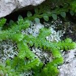 Selaginella denticulata List