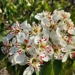 Pyrus bourgaeana Floare
