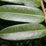 Marcgravia brownei 葉