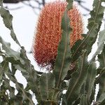 Banksia menziesii Bloem