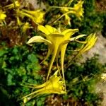 Aquilegia chrysantha Blüte
