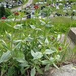 Centranthus ruber Costuma