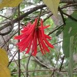 Erythrina amazonica Fleur