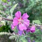 Malva olbiaFlor